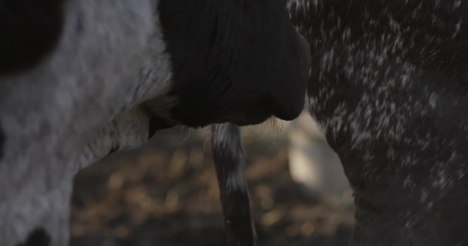 An ox is behind a fence on a ranch