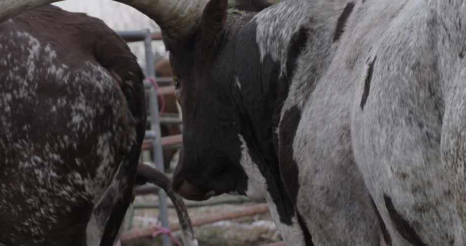 Bulls are fenced in on a ranch