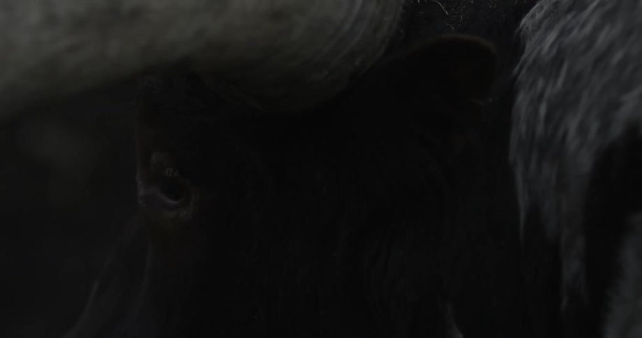 Extreme closeup of a bull and its horn