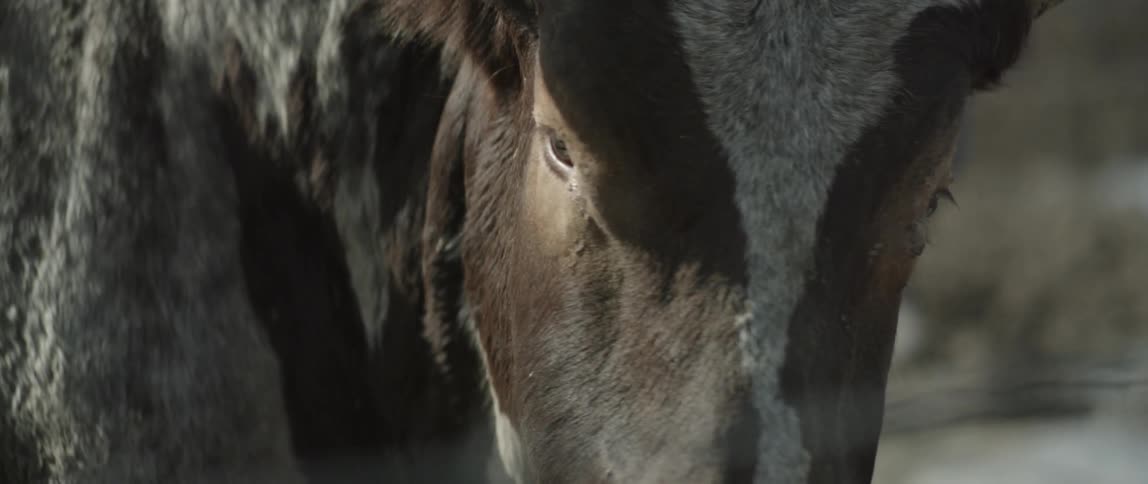 A cow standing outside turns its head