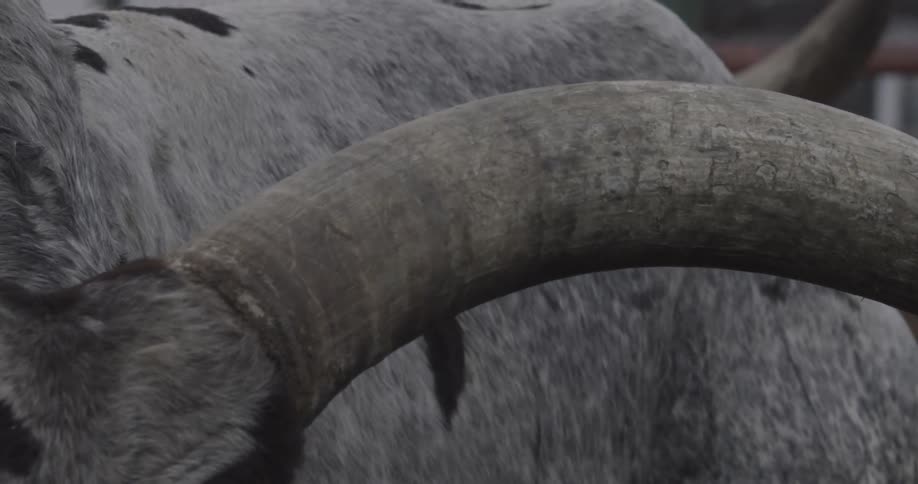 An ox turns its long horn