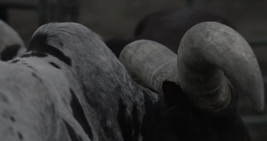 Bulls stand in a fenced in area