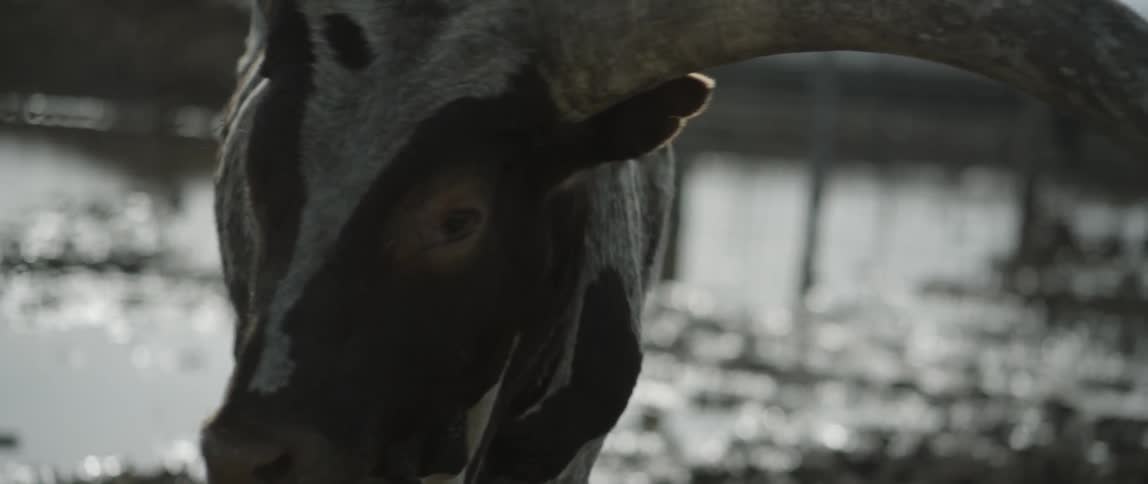 Bull with large horns standing outside looking around