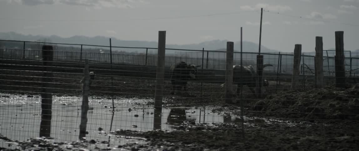 Bulls run on a ranch