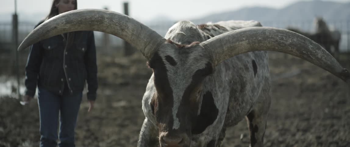A woman stands by a bull on a ranch