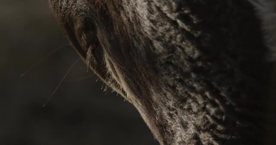 Extreme closeup of a farm animal