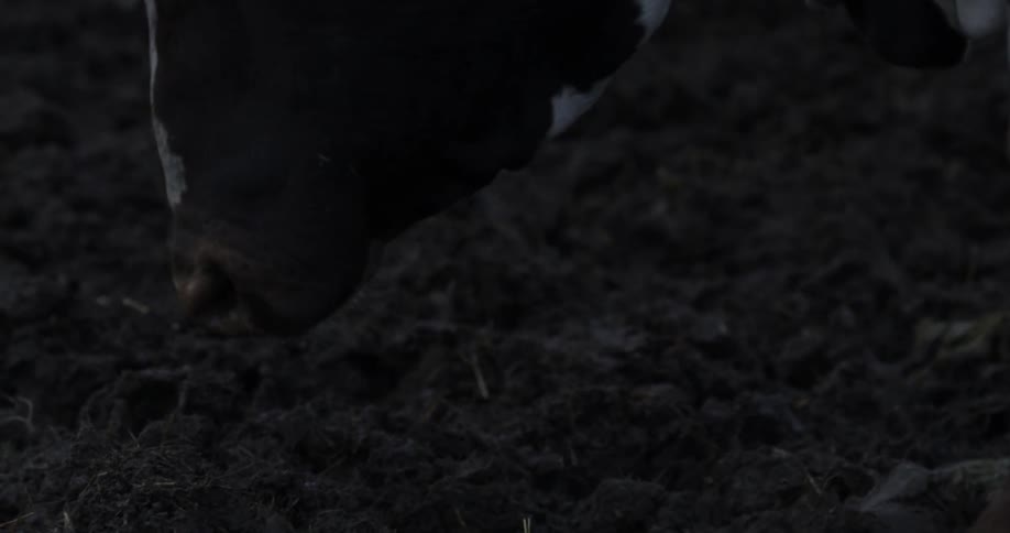 An animal is grazing in the grass
