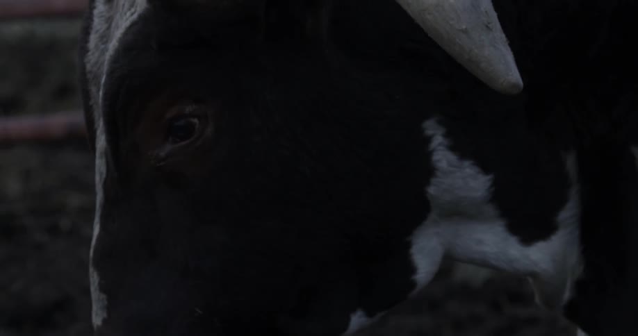 Cow and its horns in a pen on an overcast day