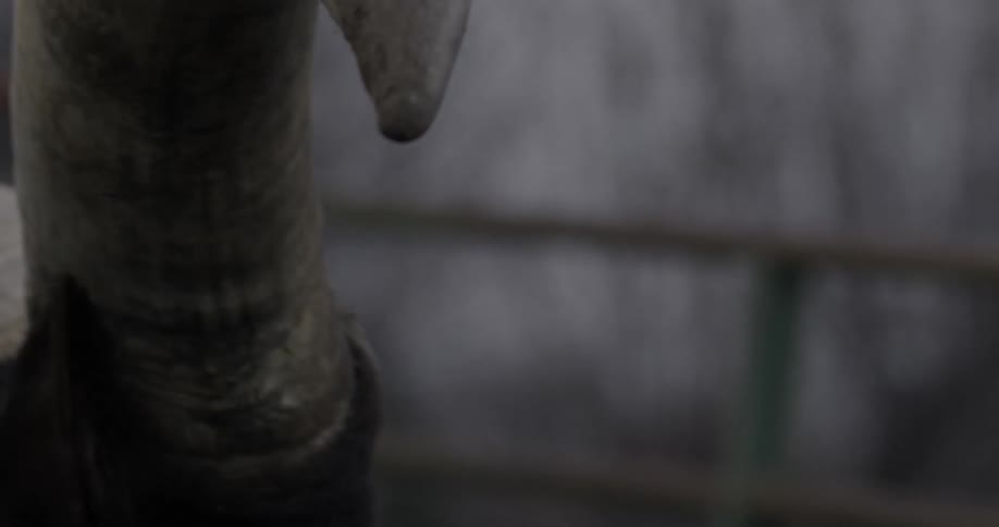 An ox's horn turns by a fence
