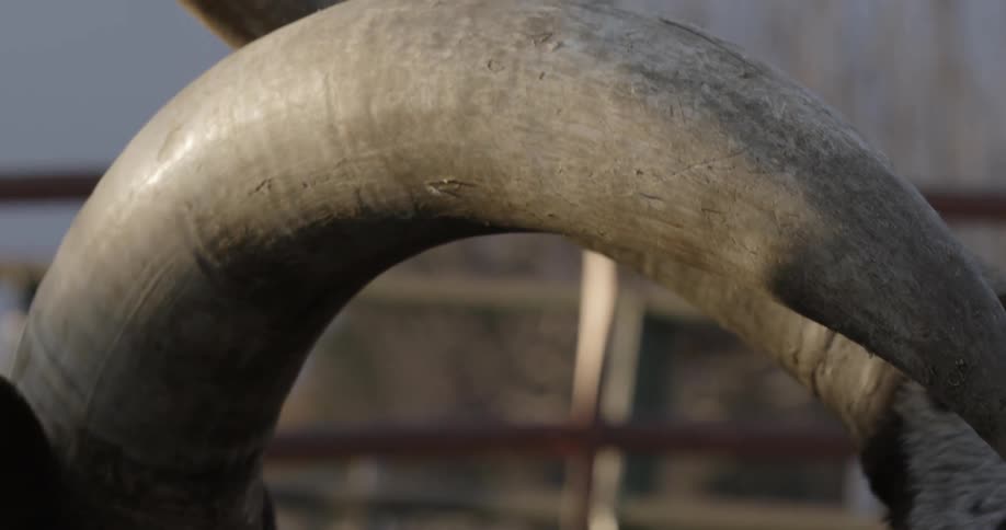 The sun shines on cattle with horns in a pen