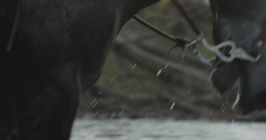 Horse walking through river takes a drink of water