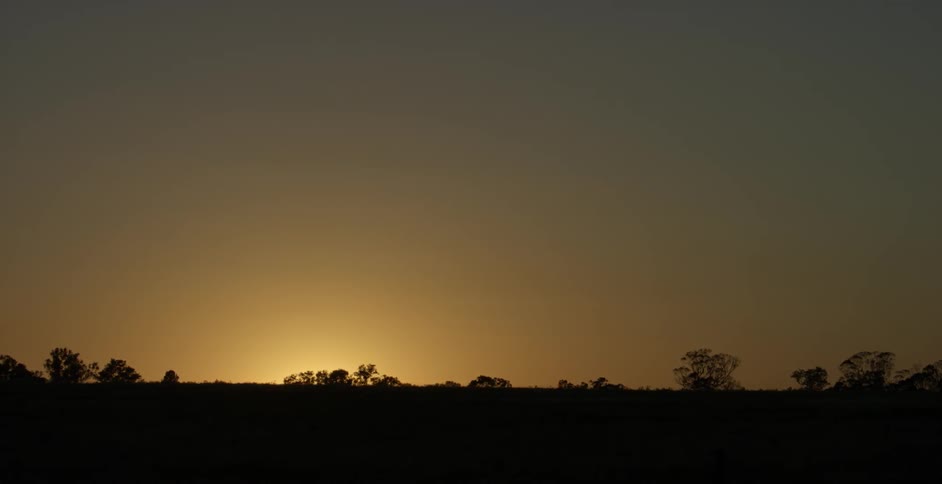 Trees on horizon in wilderness after sunset