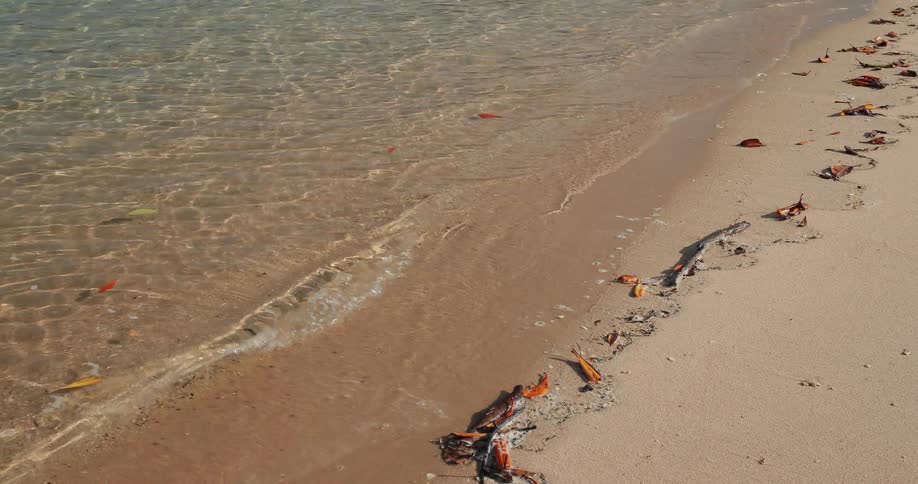 Ocean waves wash ashore a sandy beach