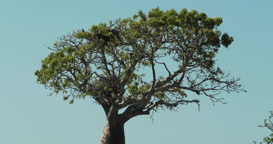 A tree with a thick trunk