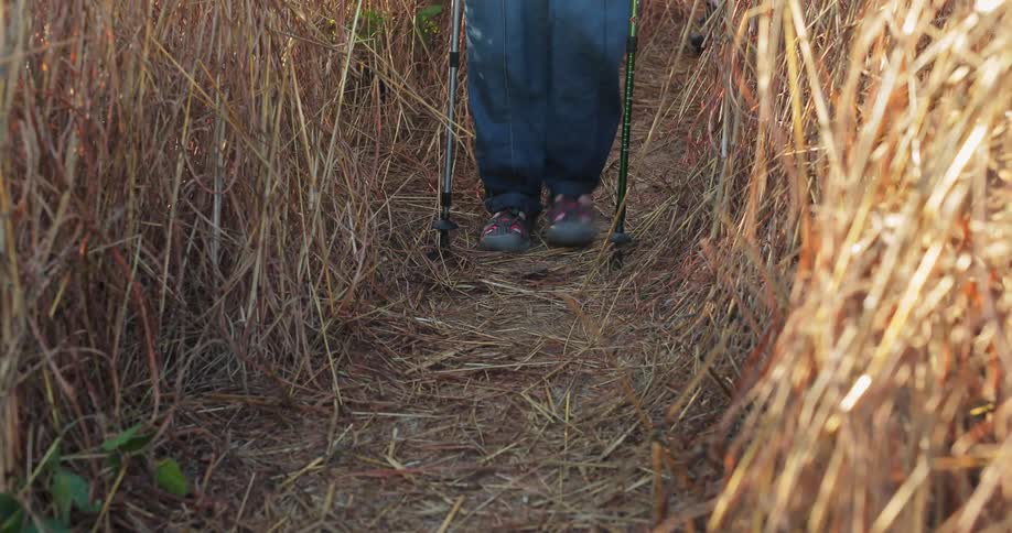 A man walks through tall grass using walking sticks