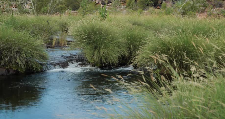 Wind blows the tall grass surrounding a stream