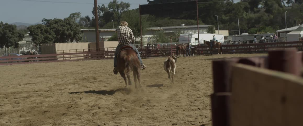 A cowboy throws a lasso around a calf while riding a horse