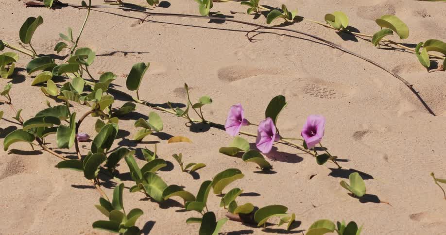 Purple morning glories waving in a breeze