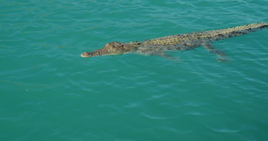 Alligator floats on surface of water