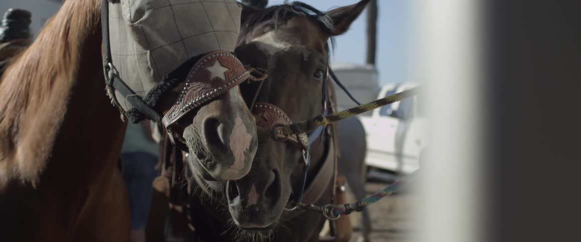 A horse sniffs another horse and shakes his head