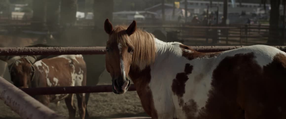 A horse chews and sticks out its tongue