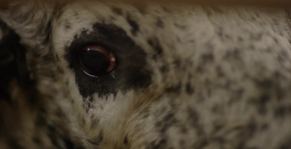 A cow moves its head and blinks it eye