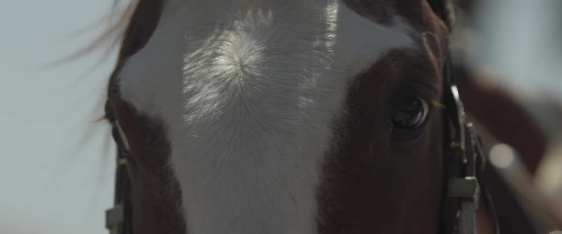 Close up of horse's eyes and mane blowing in the wind