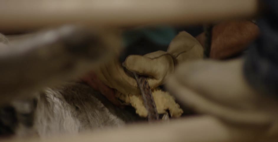 A cowboy places his hand under a rope as he sits on a bull