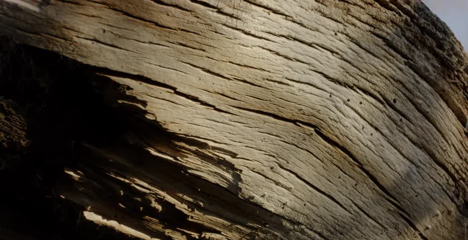 Snow falls around a fallen log