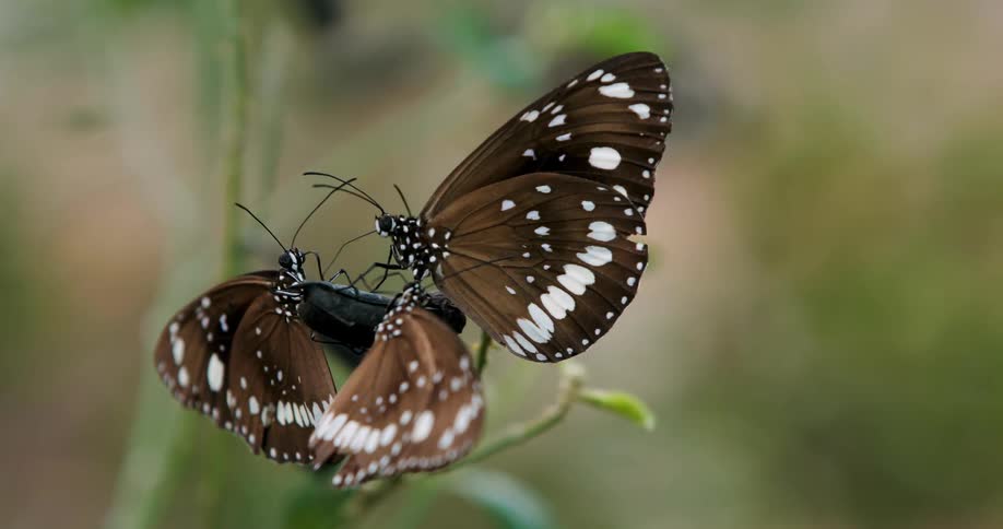 Butterflies rest on a plant