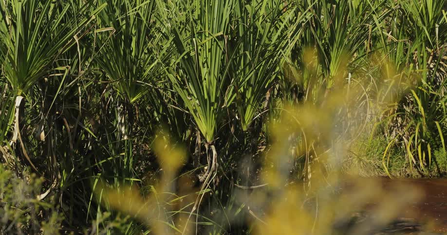 A view of grass on water with ripples