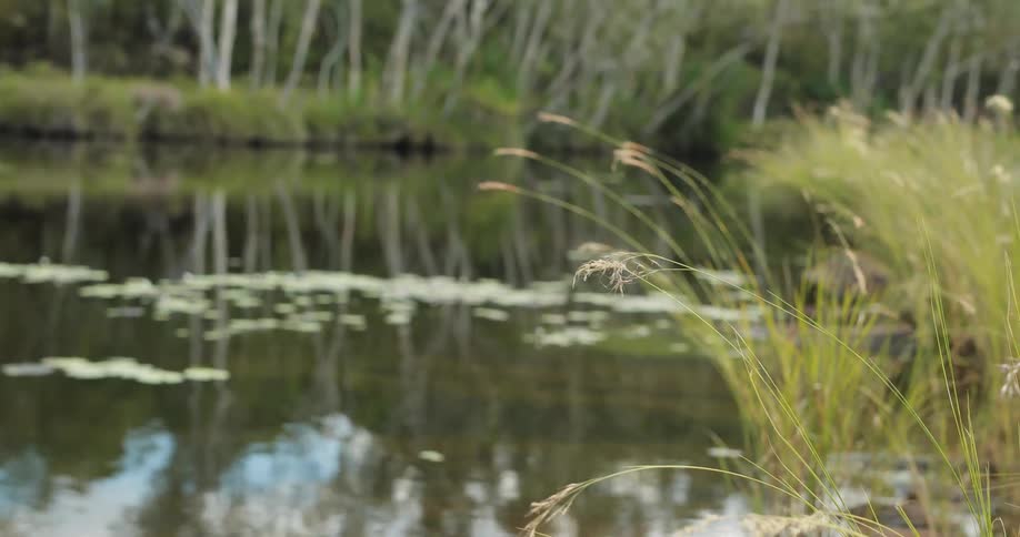 Weeds blowing in the wind at the edge of a pond