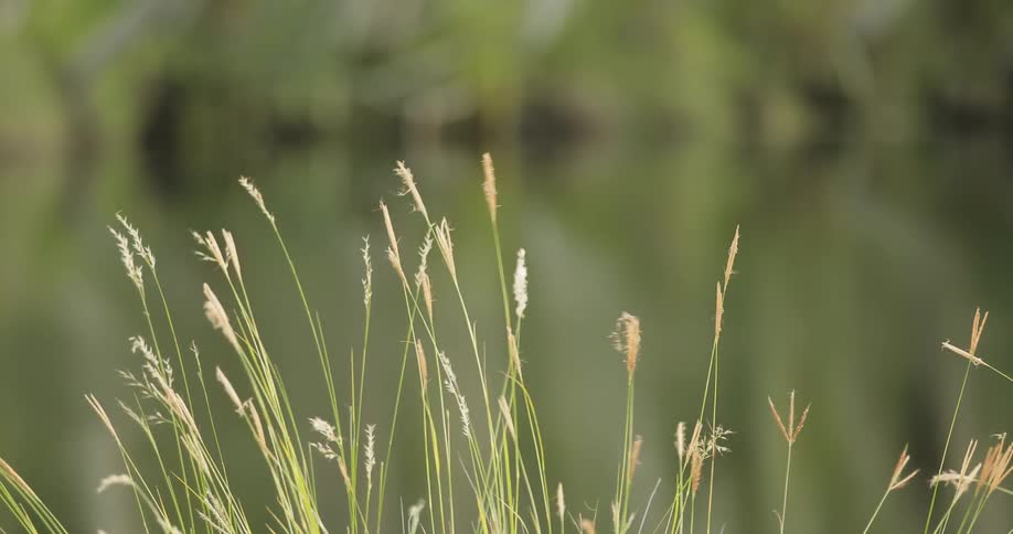 Stalks of tall grass are swaying in the breeze during the day