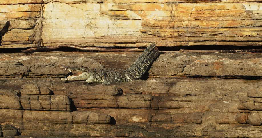 An open mouthed alligator on a ledge