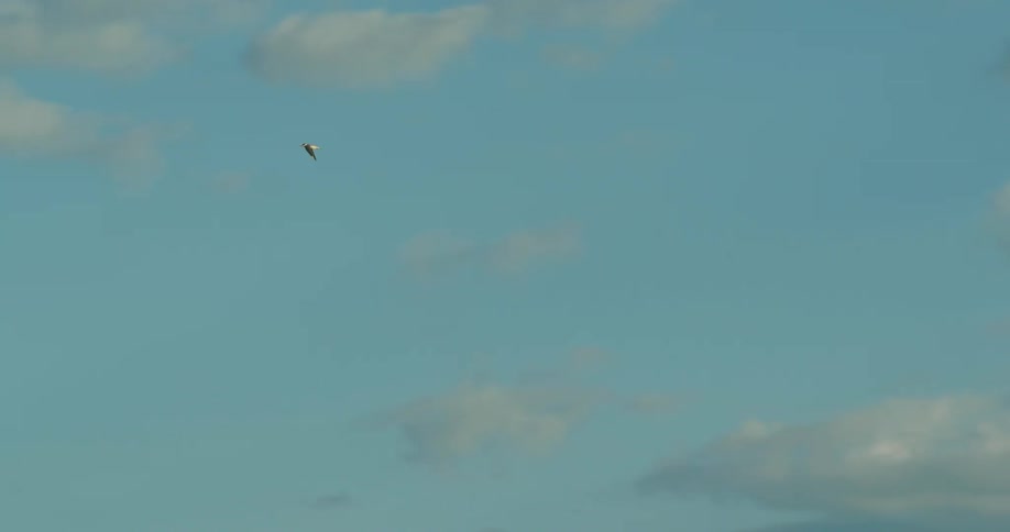 A white bird flying across the sky