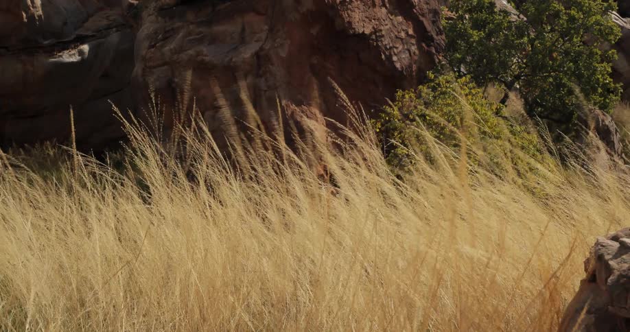 Yellow grass waving in the wind