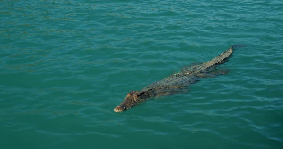 A crocodile is swimming in blue waters