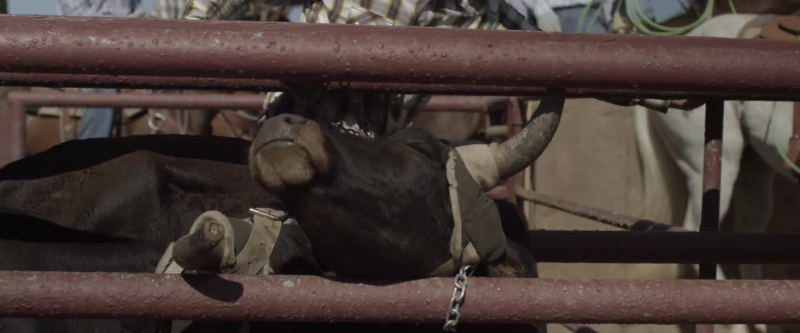 Cow sticking its head through fence railings