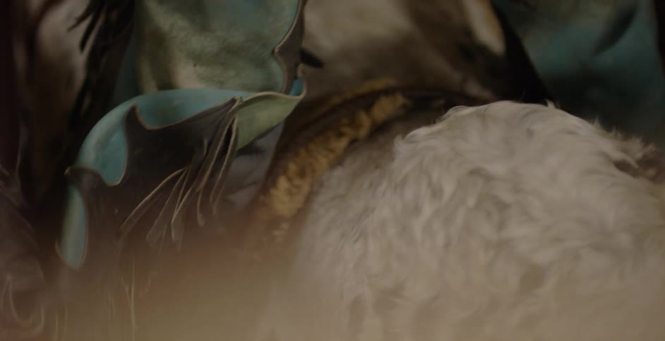 Close up of an animal and person sitting on its back