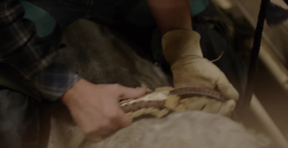 A man is adjusting the harness on a bull