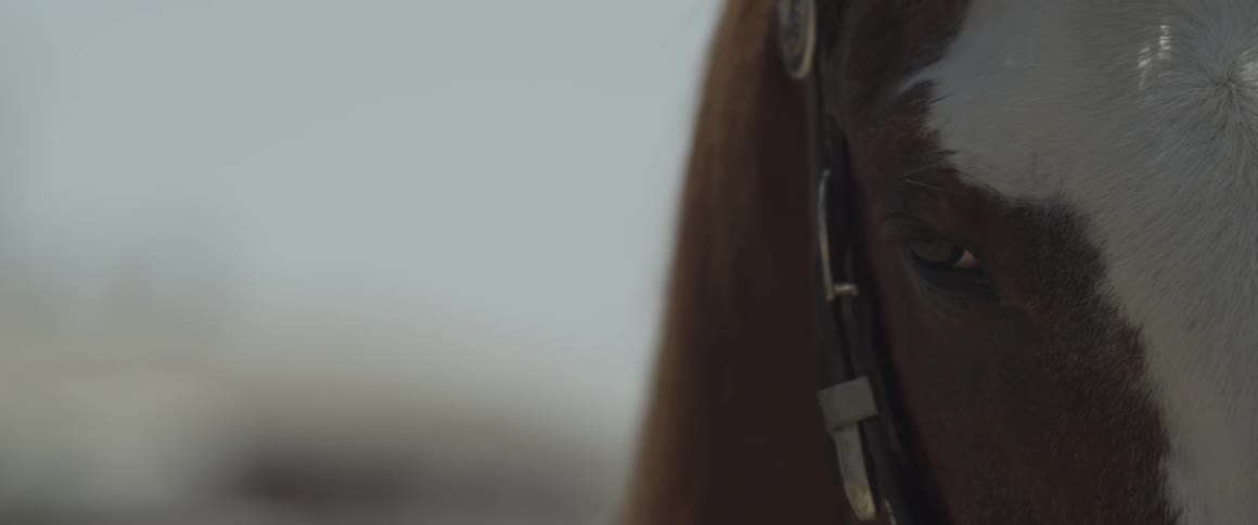 A horse is looking around on a sunny day