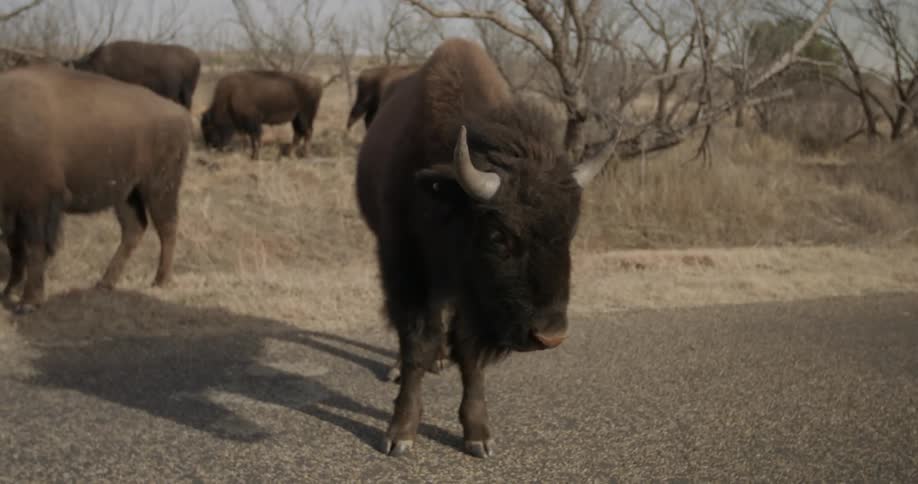 A bison or buffalo is standing by the side of the road in daylight