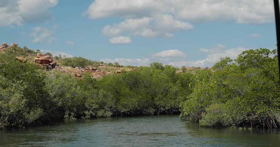 A river surrounded by trees