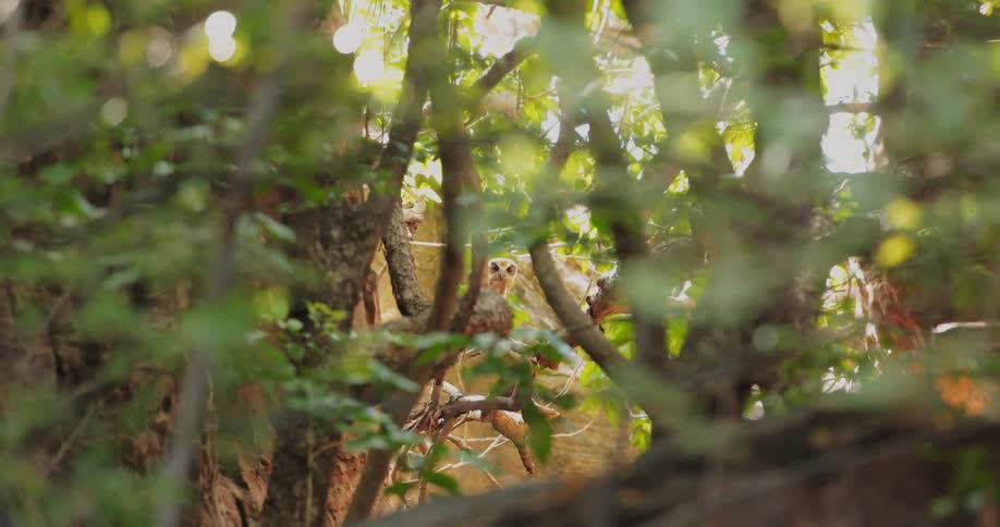 A view through some threes looking at an owl