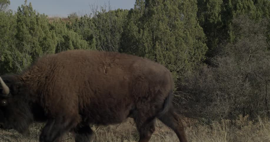 A bison or buffalo is walking during the day with a calf
