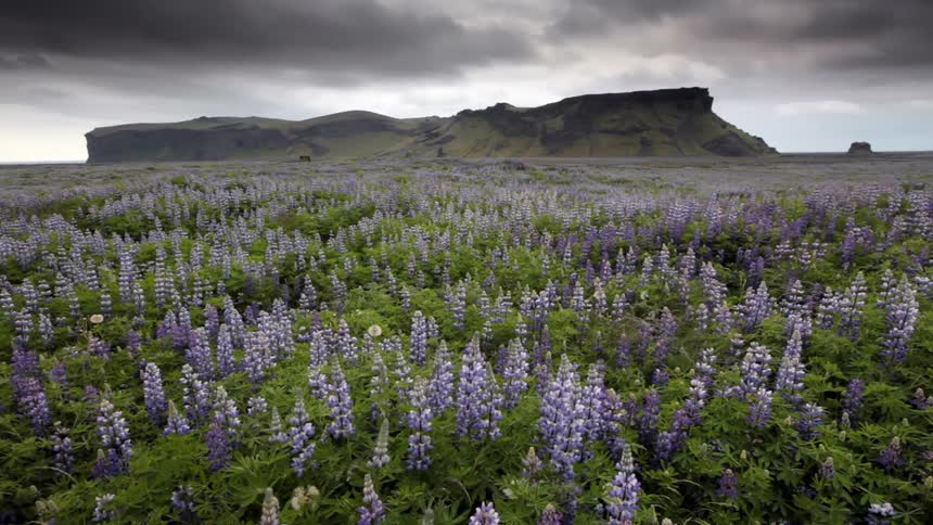 Purple flowers cover a field in the wilderness