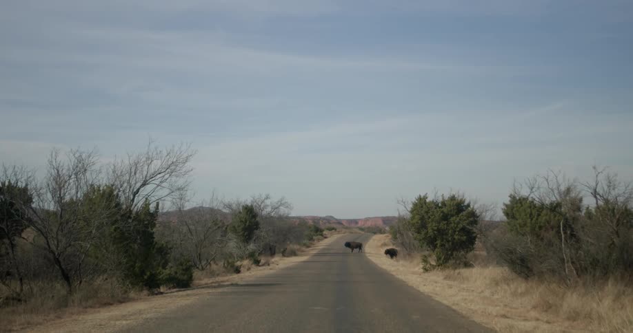 Buffalo standing on road in wilderness during the day