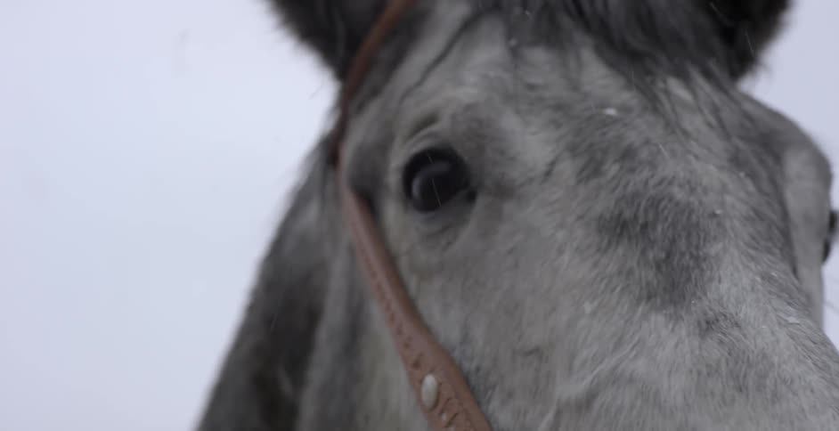 Snow falls on a man riding a gray horse