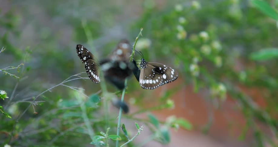 Two butterflies perched on a stem of grass