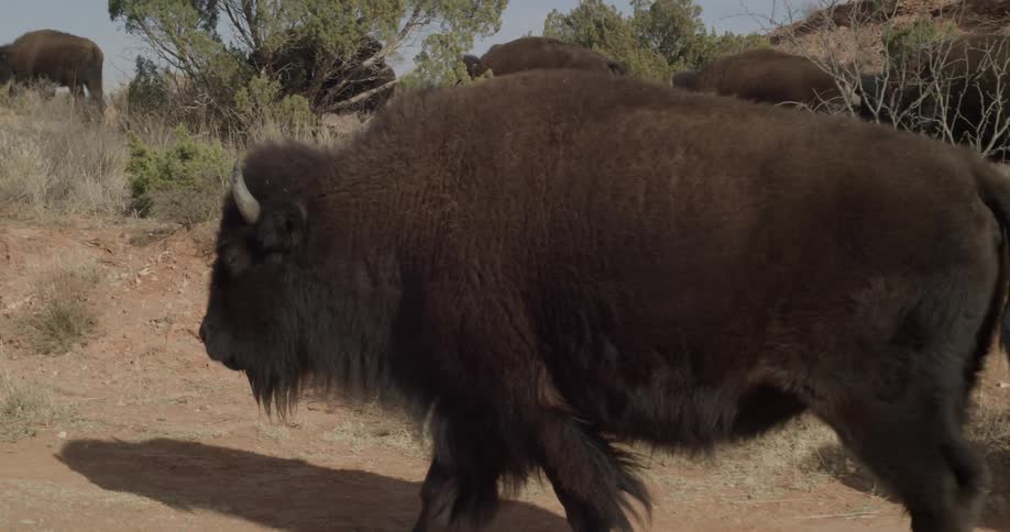 Buffalo walk and graze in a field